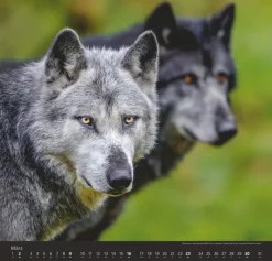 Weingarten Wolfe Kalender 2025