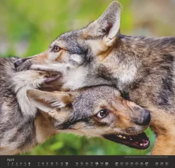 Weingarten Wolfe Kalender 2025