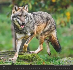 Weingarten Wolfe Kalender 2025