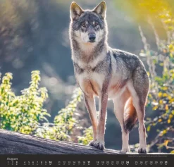 Weingarten Wolfe Kalender 2025